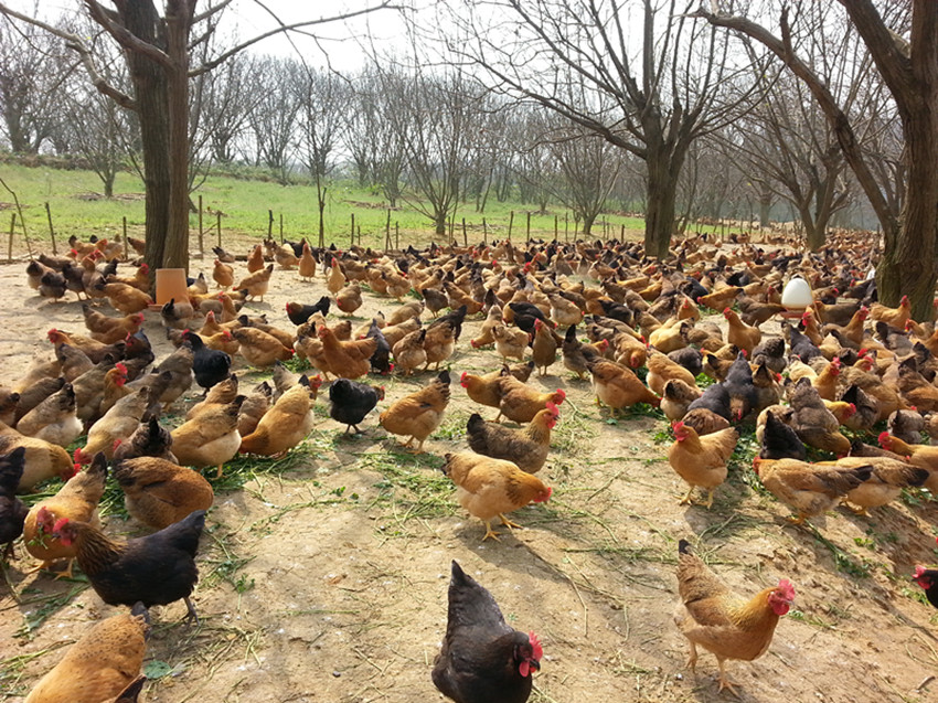 一例土鸡呼吸型传支的诊治与防控体会