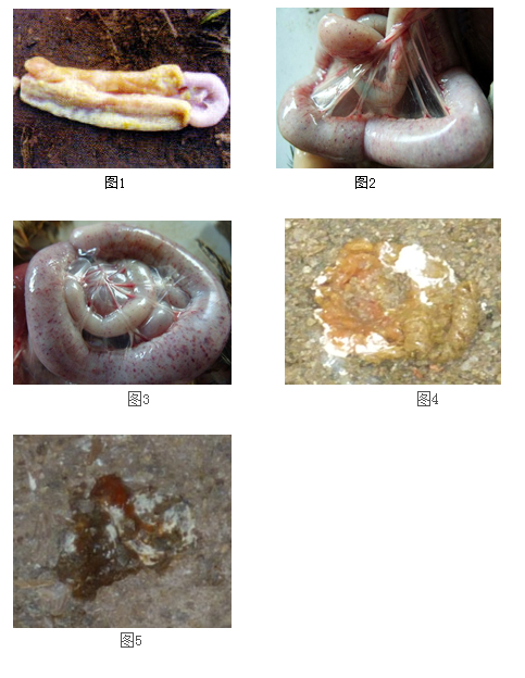 肉鸡肠毒综合症的防治