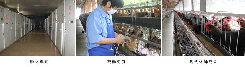 广西成人看片APP农牧集团